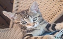 Mixed Breed cats for sale: Gorgeous Bengal x babies **READY NOW** - Image 5