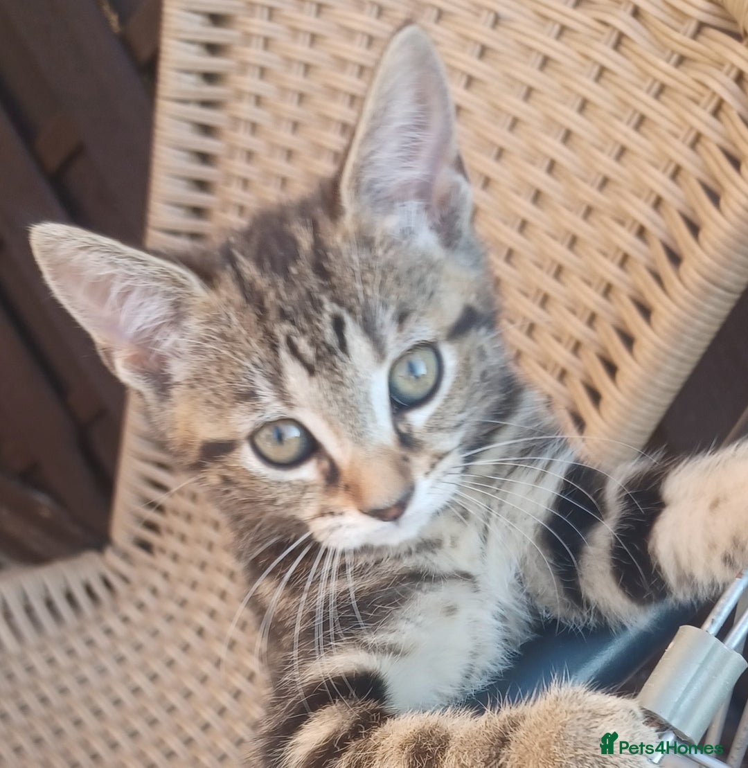 Mixed Breed cats for sale: Gorgeous Bengal x babies **READY NOW** - Image 5