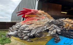 Chickens poultry for sale: Cockerels, Blue Copper Maran, Cream Legbar, Olive  - Image 4