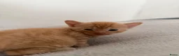 Mixed Breed cats for sale: lovley kittens looking for their new home - Advert 5