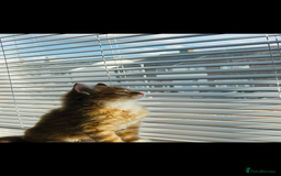 Maine Coon cats for sale: Beautiful Fluffy Kitten Looking for Home - Image 1