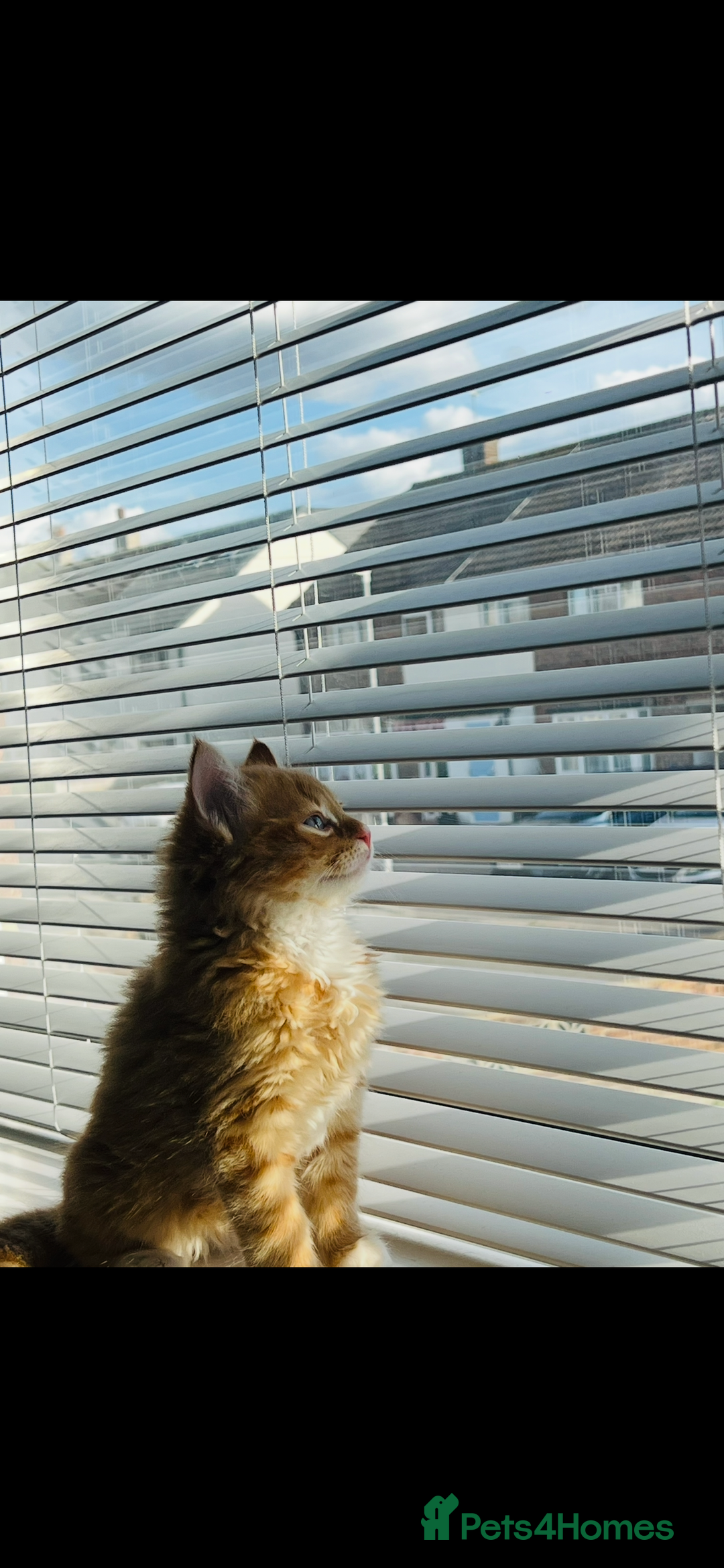 Maine Coon cats for sale: Beautiful Fluffy Kitten Looking for Home - Image 1