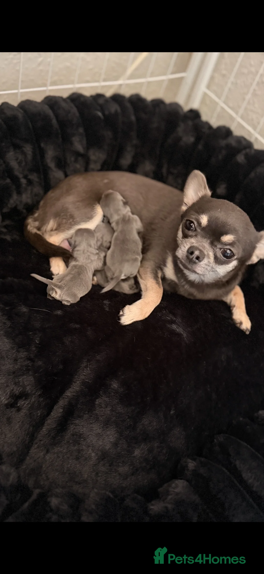 Chihuahua dogs for sale: Lilac chi boy - ready too leave 🩵 - Advert 2