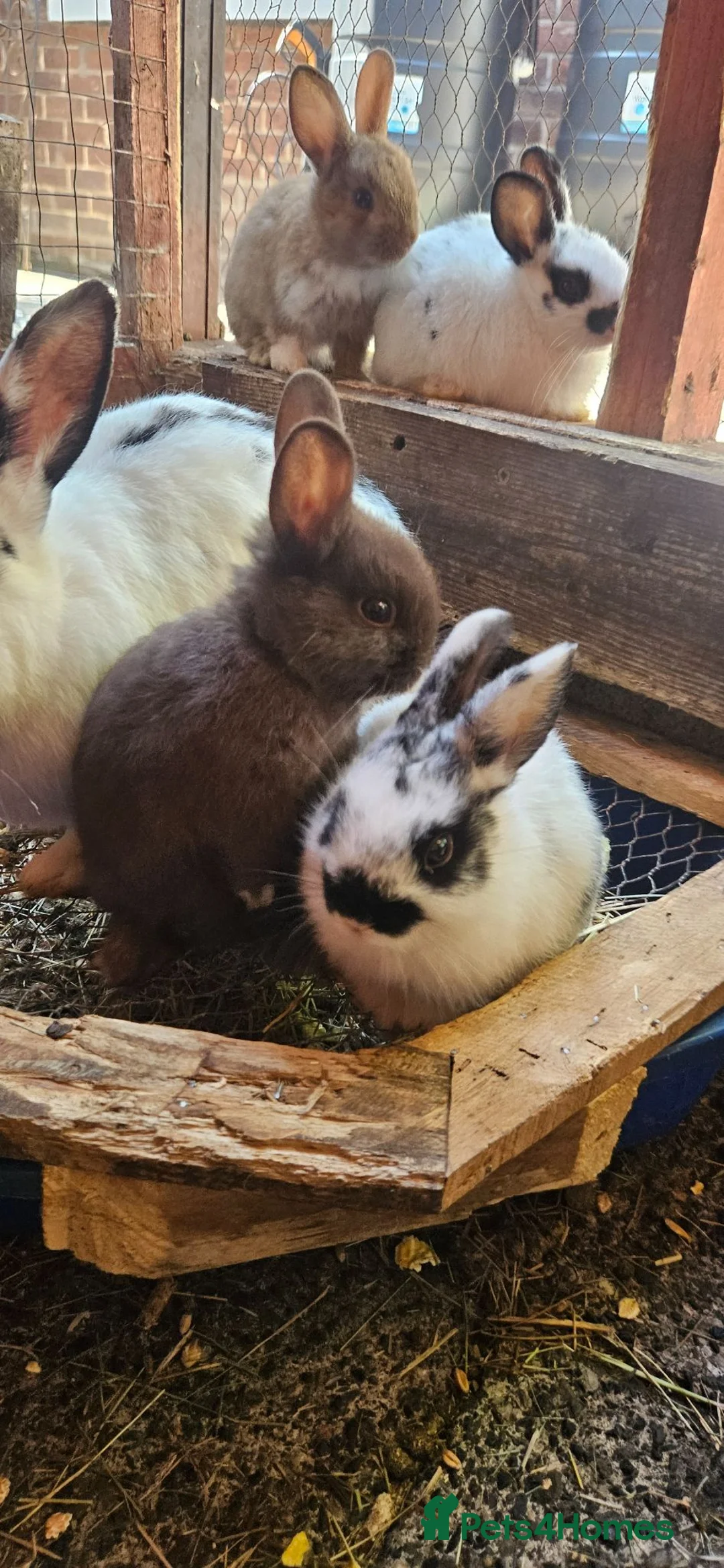 Mixed Breed rabbits for sale: They are very friendly family 🥰 - Advert 2