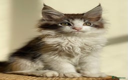 Maine Coon cats for sale: Beautiful pure bread maine coon kittens  - Image 13