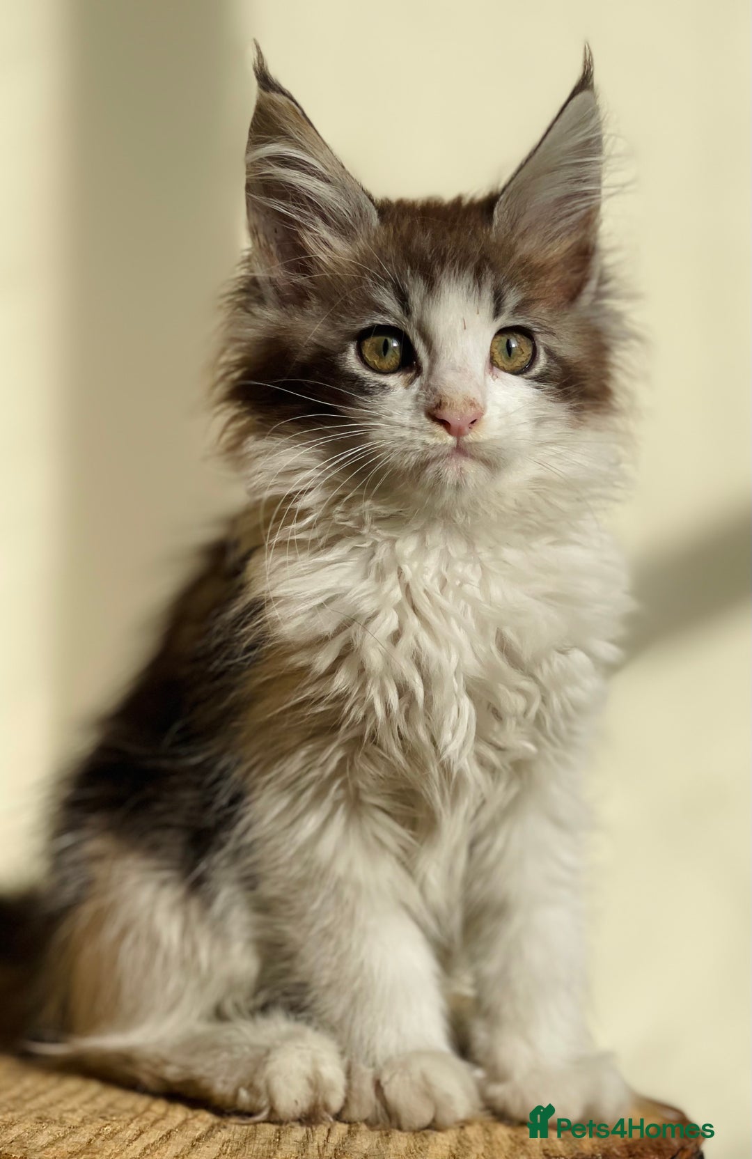 Maine Coon cats for sale: Beautiful pure bread maine coon kittens  - Image 13