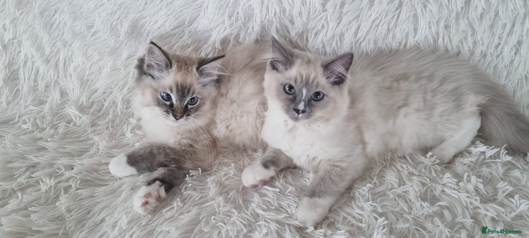 Ragdoll cats for sale: 💞BEAUTIFUL FULL PEDIGREE TICA RAGDOLL KITTENS 💞 - Image 10