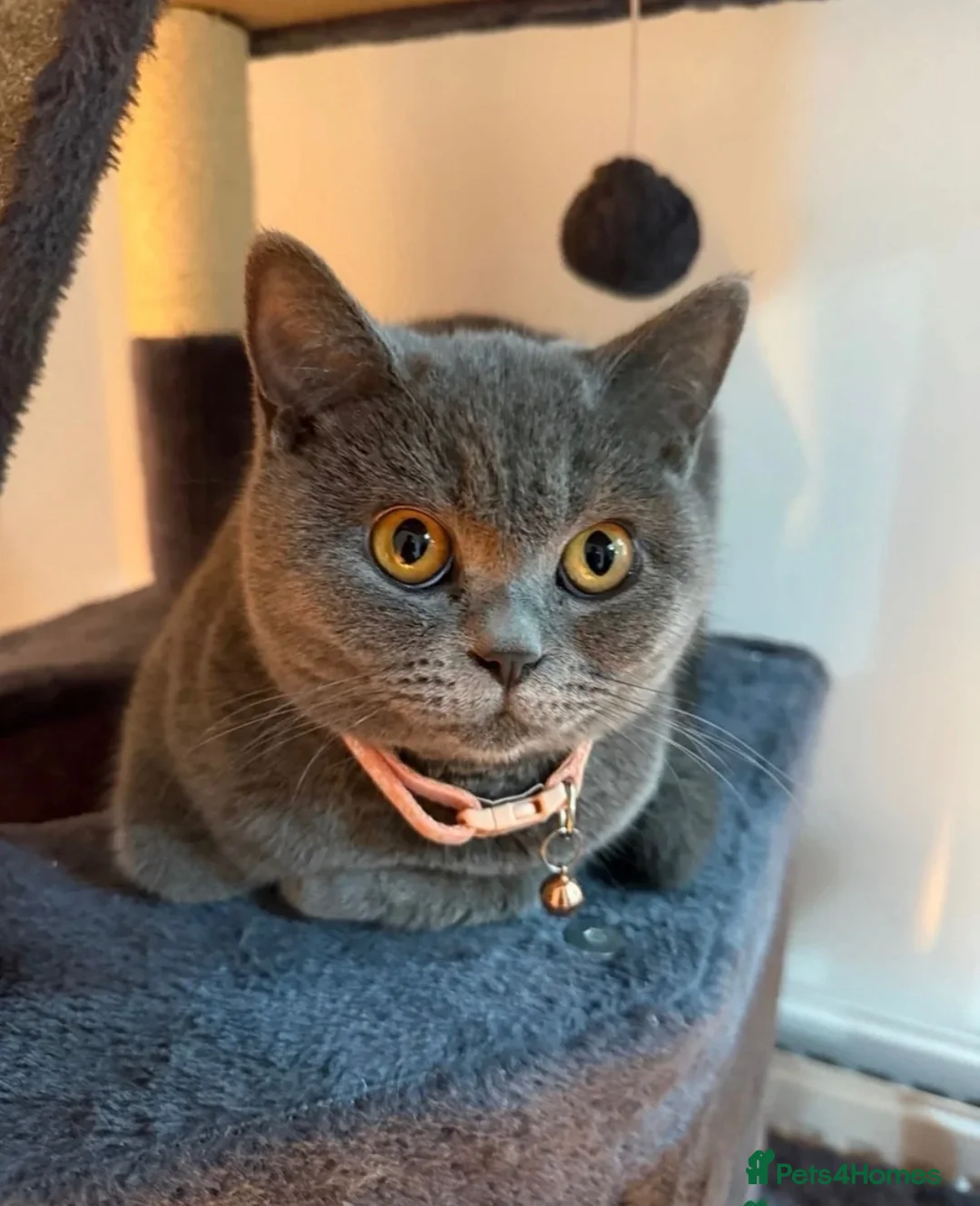 British Shorthair cats for sale: Female British shorthair  - Advert 9