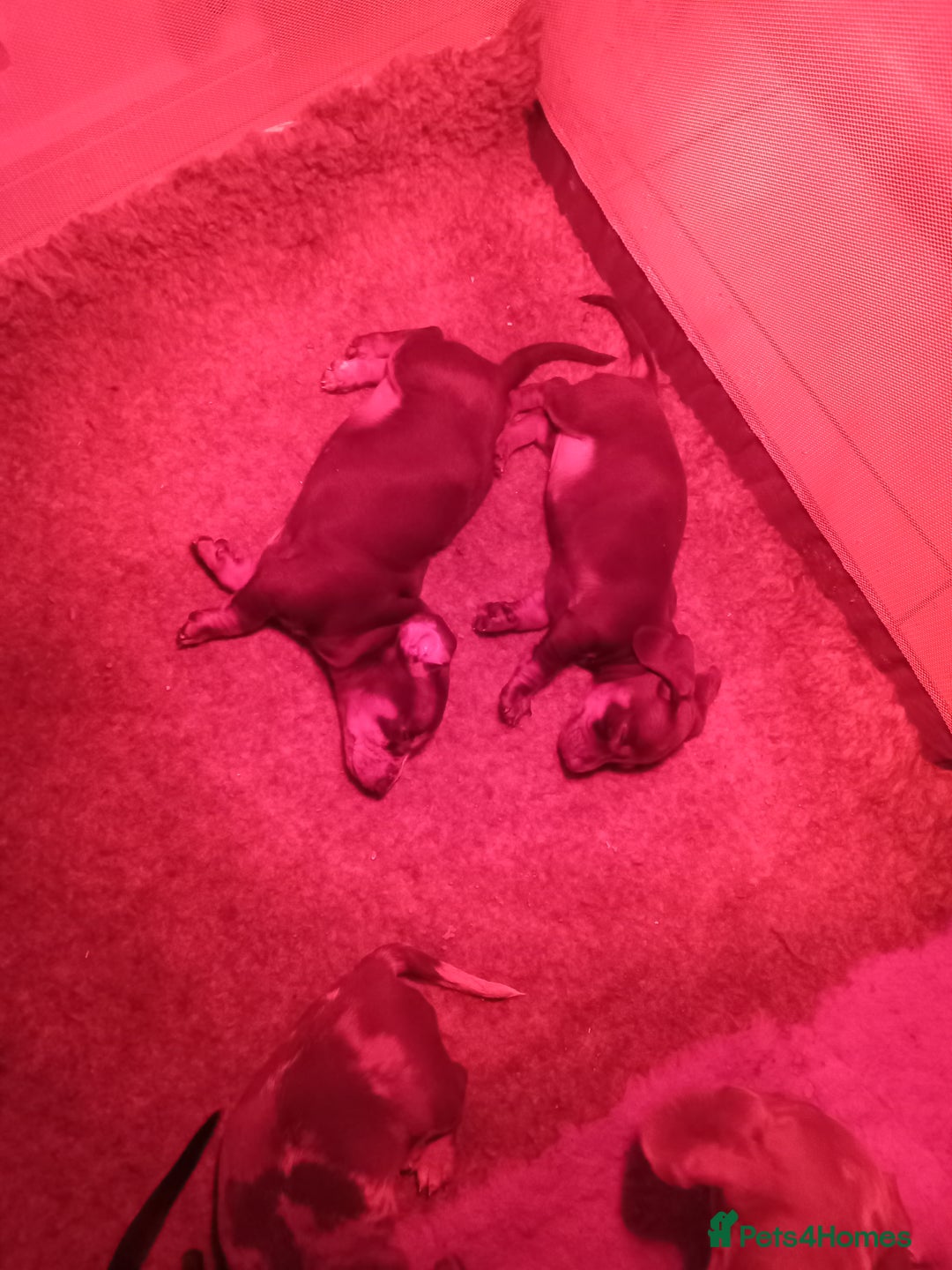 Dachshund dogs for sale: Dachshund puppies  - Advert 10