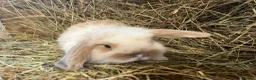 Mini Lop rabbits for sale: Stunning pure mini lops  - Advert 4