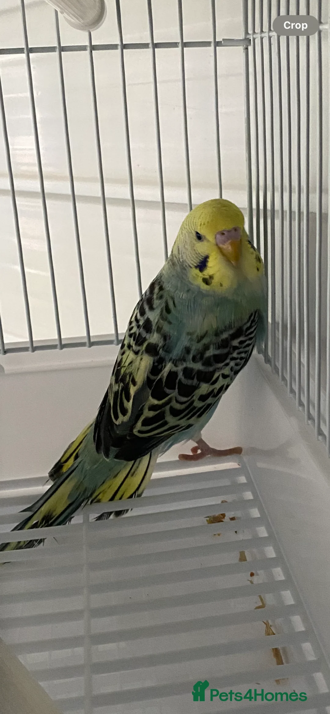 Budgerigars birds for sale: Young budgies  - Advert 3