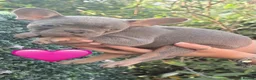 French Bulldog dogs for sale: 4 beautiful French bulldogs - Advert 10
