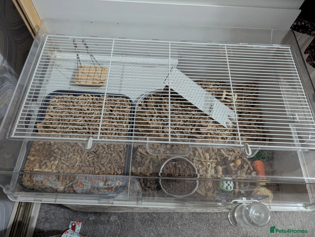 Pygmy Hedgehog rodents for sale: Pygmy hedgehog  - Advert 6