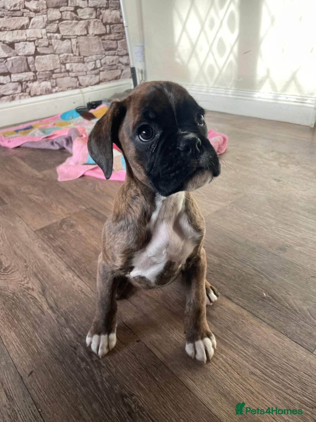 Boxer dogs for sale: ASTONISHING KC REGISTERED BOXER PUPPIES!  - Advert 10