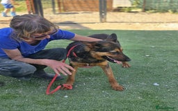 German Shepherd dogs for adoption: RICO  - Image 5