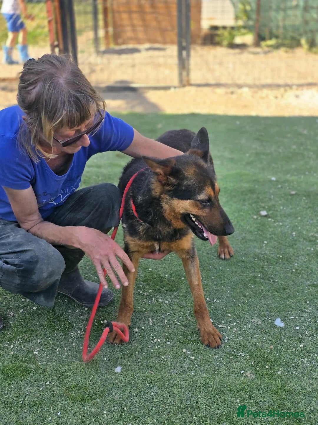 German Shepherd dogs for adoption: RICO  - Image 5