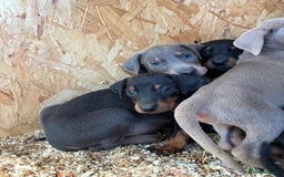 Dobermann dogs for sale: Beautiful puppy’s  - Image 16