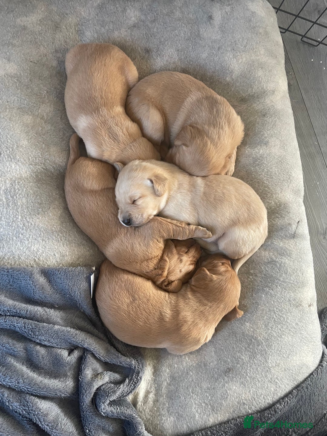 Labrador Retriever dogs for sale: Adorable Golden and Fox Red Puppies - Image 9