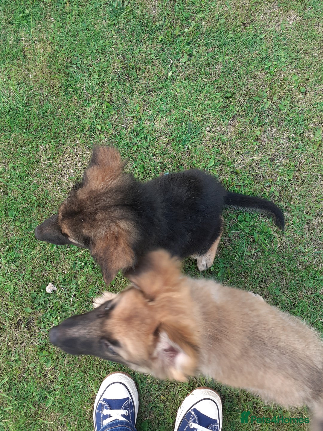 German Shepherd dogs for sale: Straight back gsd puppies  - Image 14