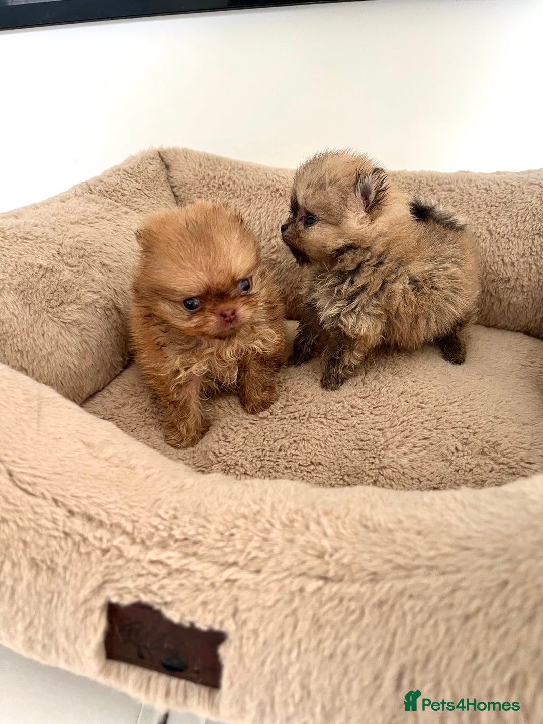 Pomeranian dogs for sale: Extremely Small🐻High Quality🏆Rare Beauty 🔥 - Advert 8