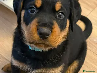 Rottweiler dogs 2 gorgeous rotti boys ready to go - Advert 8