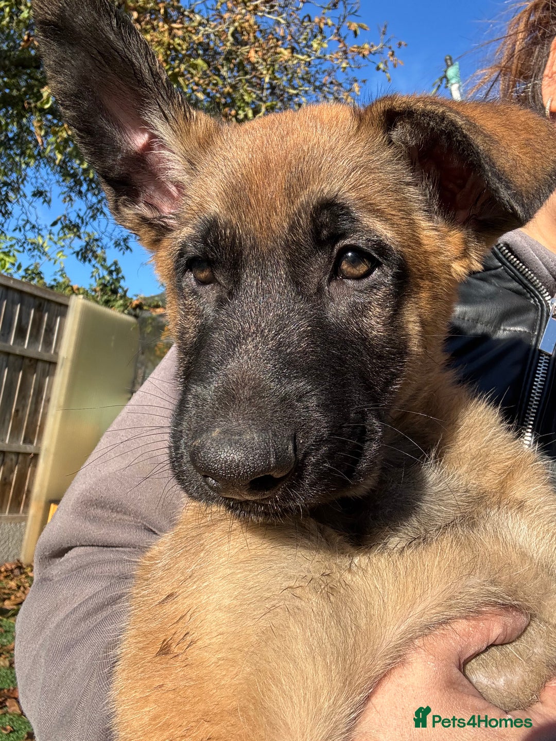 Mixed Breed dogs for sale:  4 Belgian Malinois & German Shepherd Puppies - Advert 14