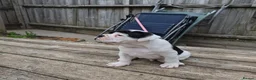 Dorset Olde Tyme Bulldogge dogs for sale: Dorset olde tyme bulldogs - Advert 8