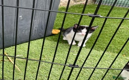 Mixed Breed cats for sale: Lovely kittens  - Image 5
