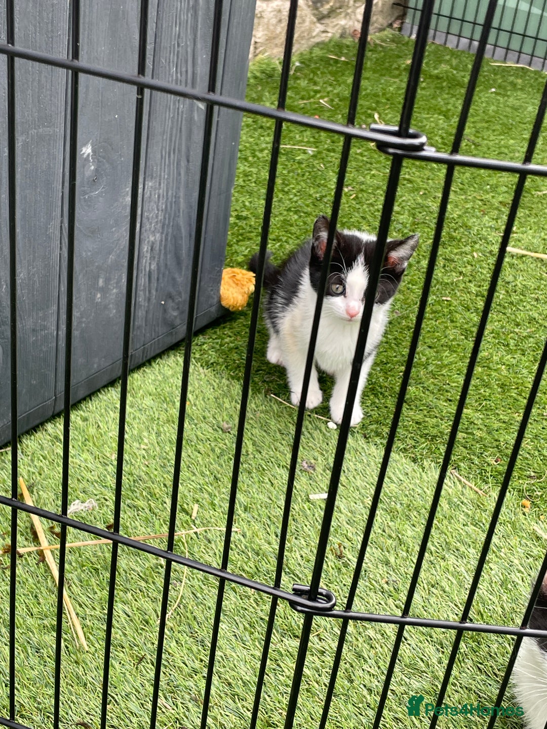 Mixed Breed cats for sale: Lovely kittens  - Image 5