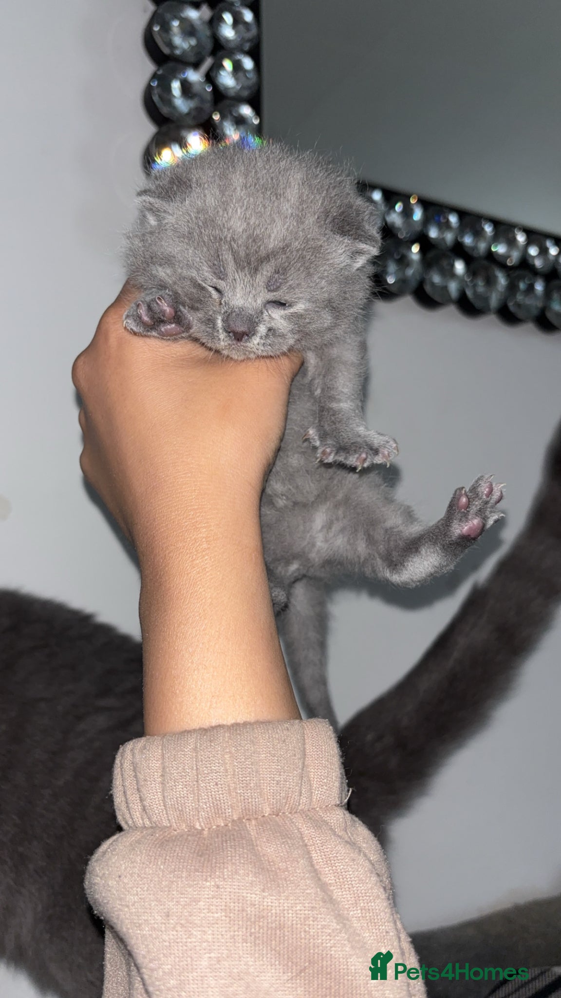 British Shorthair cats Adorable British shorthair kittens 🐱  - Advert 5