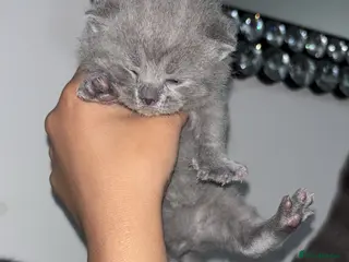 British Shorthair cats Adorable British shorthair kittens 🐱 - Advert 5