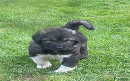 Caucasian Shepherd Dog dogs for sale: Beautiful puppies from huge parents  - Image 1