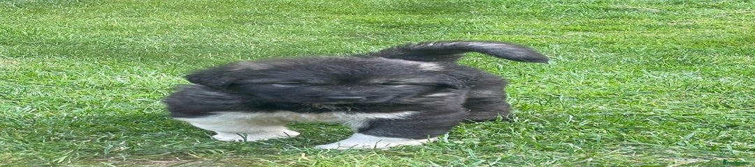 Caucasian Shepherd Dog Puppy 2