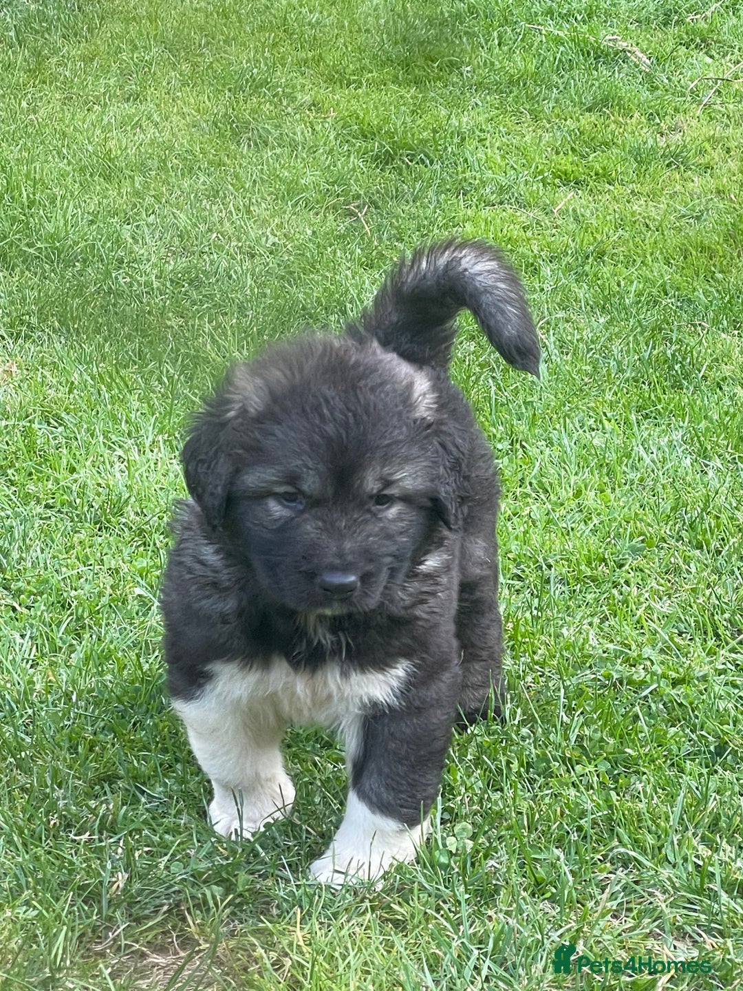 Caucasian Shepherd Dog dogs for sale: Beautiful puppies from huge parents  - Image 1