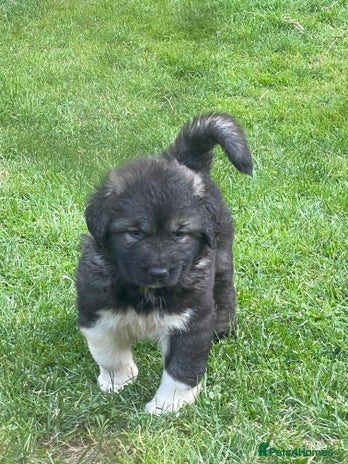 Caucasian Shepherd Dog dogs - Advert 2