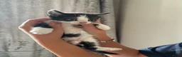 Mixed Breed cats for sale: *ready to leave* Beautiful part ragdoll kittens  - Advert 9