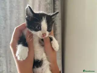 Mixed Breed cats Beautiful kittens - Advert 17