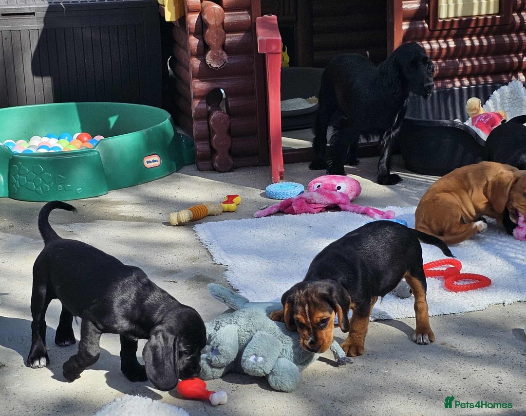 Bocker dogs for sale: Beautiful Bocker Boys - Ready Now - Image 11