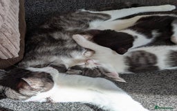 Domestic Shorthair cats for sale: 2 Beautiful Female Kittens Available for Rehoming - Image 2
