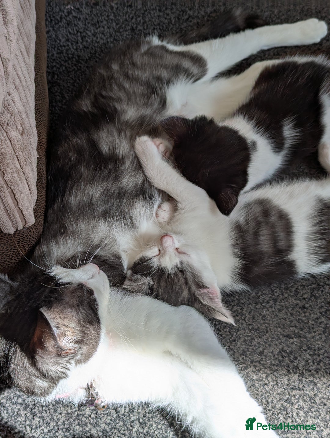 Domestic Shorthair cats for sale: 2 Beautiful Female Kittens Available for Rehoming - Image 2