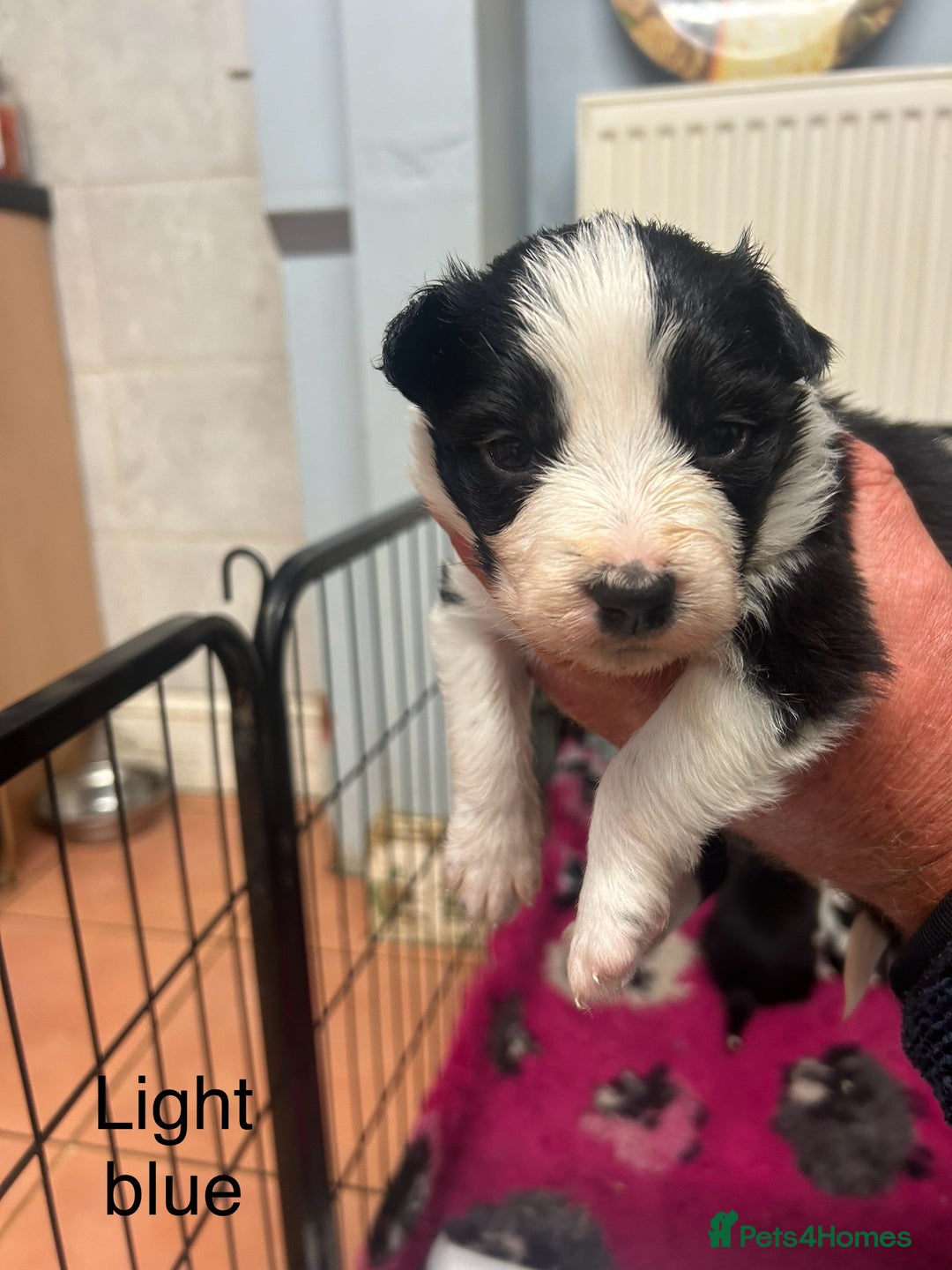 Mixed Breed dogs for sale: Border collie cross/bearded collie puppies  - Image 8