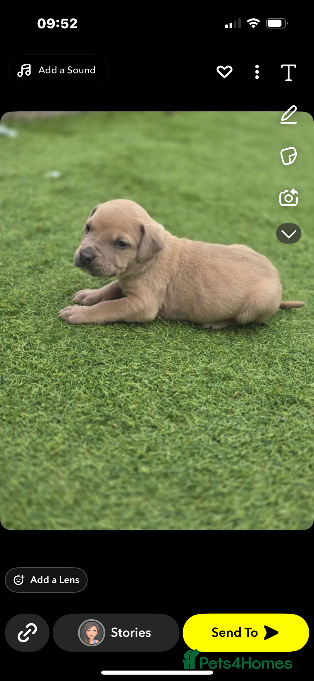 American Bully dogs for sale: 10 week old American bully’s  - Image 7