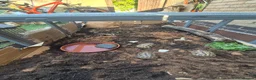 Hermann Tortoise reptiles for sale: 3x 1 year old Hermann tortoises - Advert 4