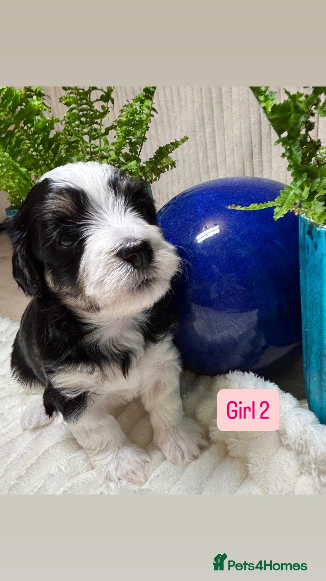Havanese dogs for sale: 9 Beautiful Havanese Pedigree Puppies  - Advert 30