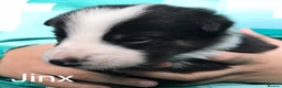 Border Collie dogs for sale: Beautiful Border Collie Pups, Merle & Classic Tri - Advert 11