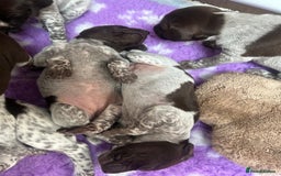 German Shorthaired Pointer dogs for sale: Gorgeous litter of German Shorthair puppies - Image 22