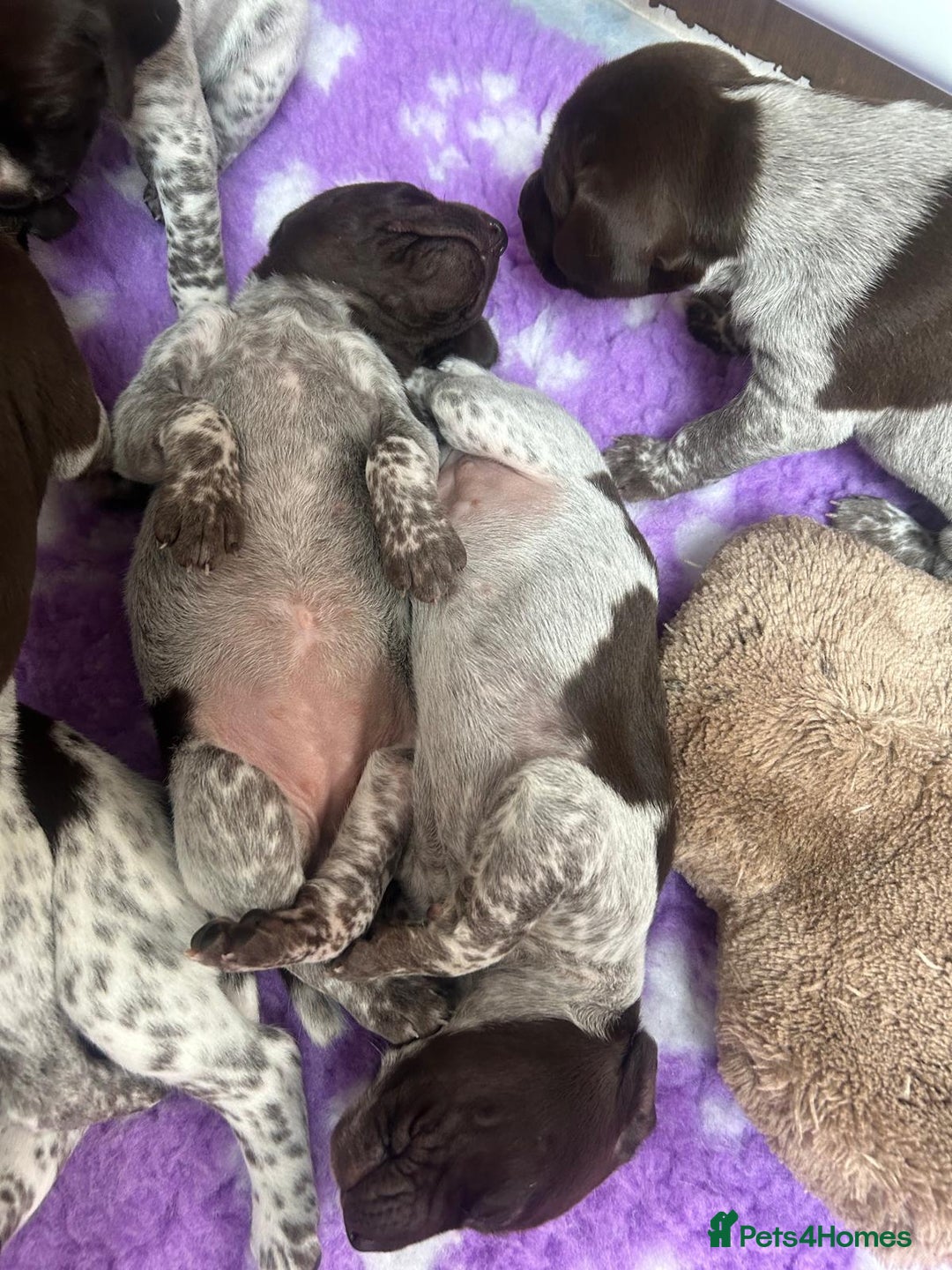 German Shorthaired Pointer dogs for sale: Gorgeous litter of German Shorthair puppies - Image 22