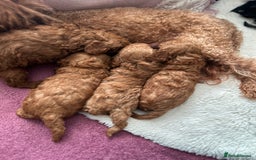 Toy Poodle dogs for sale: RED Toy Poodles  - Advert 12