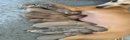 Whippet dogs for sale: Exceptional litter of KC registered whippets - Advert 3