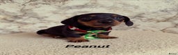 Miniature Dachshund dogs for sale: Miniature Dachshunds  - Advert 9